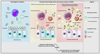 Danger signals in traumatic hemorrhagic shock and new lines for clinical applications